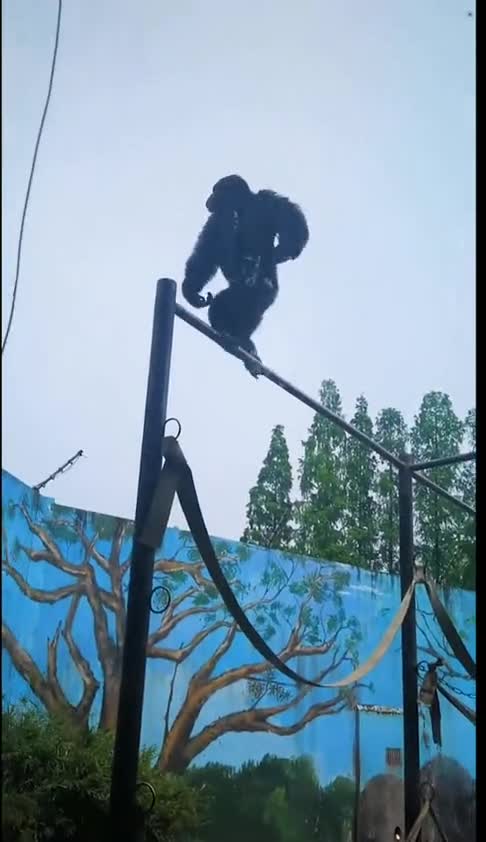 辣妈带孩子去看大猩猩,一不留神孩子钻进了笼