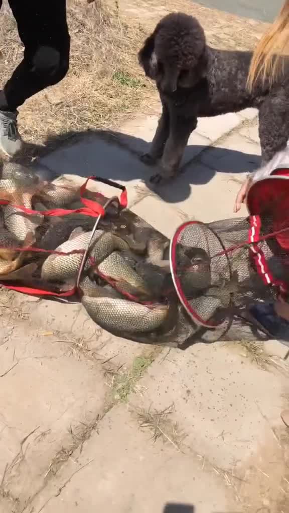 #看漂钓鱼#高清视频拍摄,看漂相钓鱼