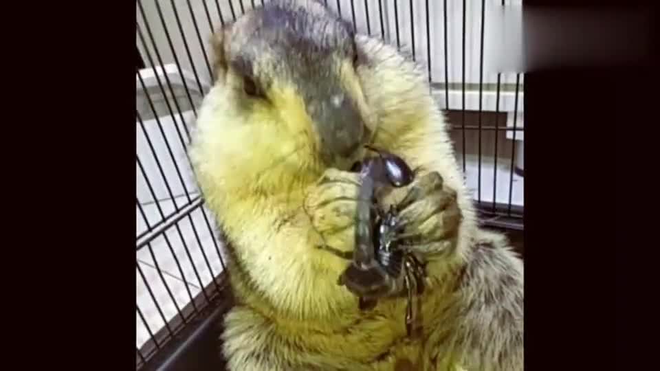 网红奶奶舞最近真火,这节奏好魔性,网友:好像全