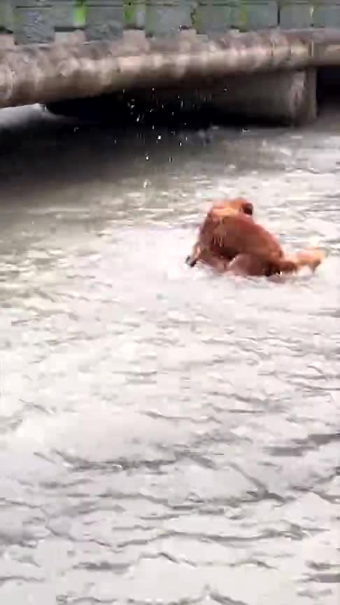 买了否冷、摔了个眼镜!