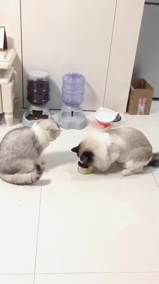 #猫咪v猫咪#本来表情爆笑很凶,但是给它喂了食五人的搞笑组图片图片