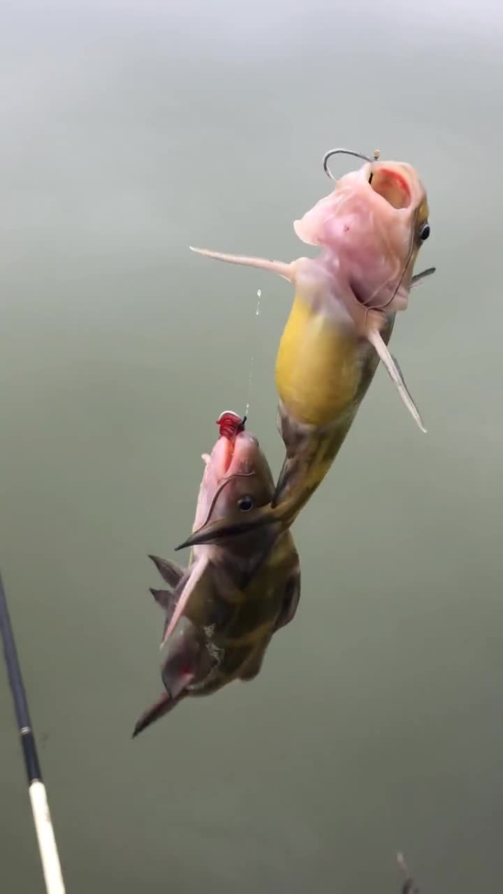 今天情人节,你是不是连个可以转账的人都没有