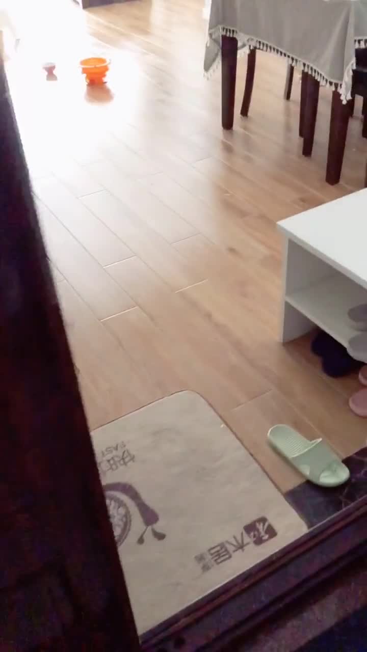 小奶猫卖萌|电影视频在线观看|迅雷电影精彩视