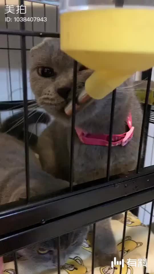 他的小尾巴是放在水里面 咕噜咕噜的游的哦