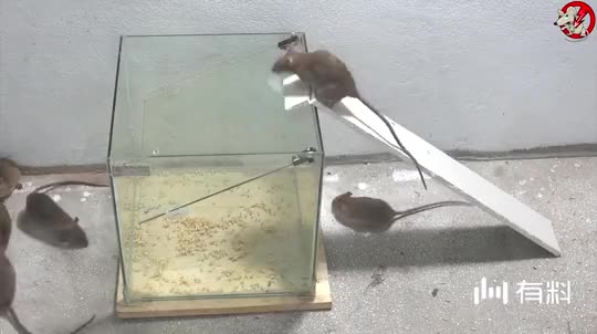 哈士奇跟主人学习拼音 学的有模有样!