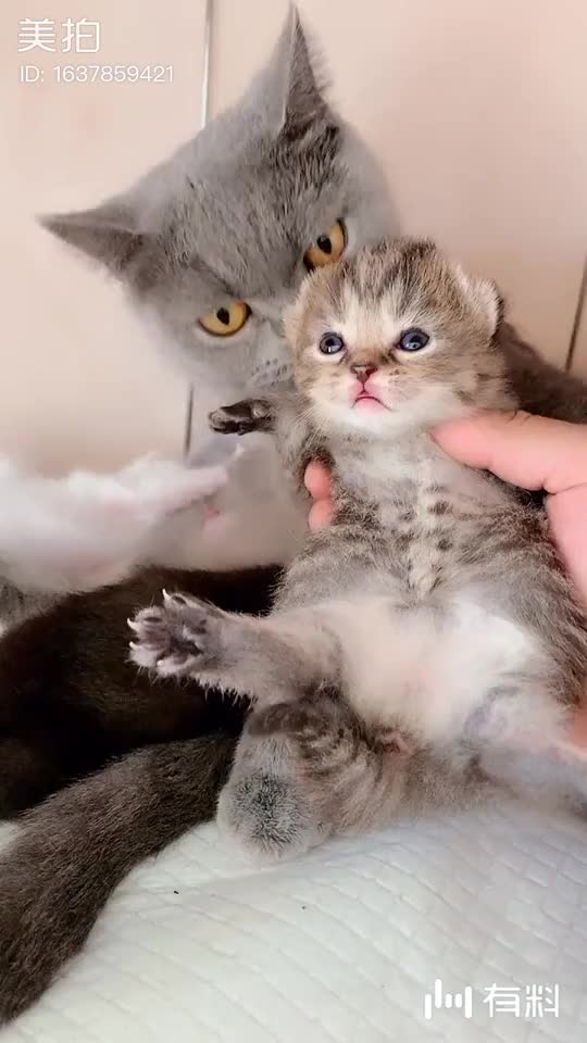 求关注小奶猫|电影视频在线观看|迅雷电影精彩