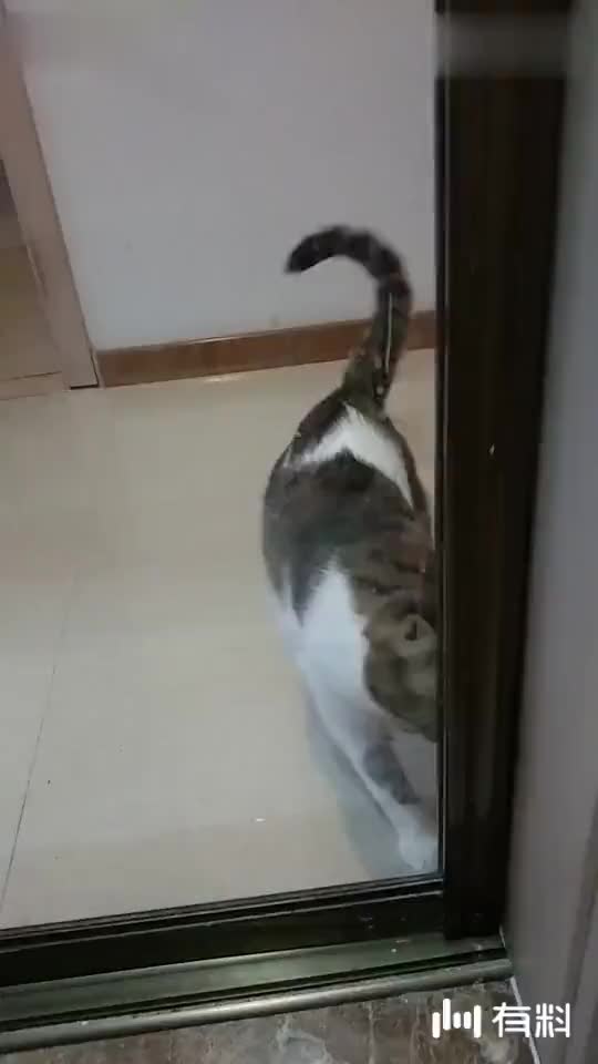 皮囊 第一季视频|皮囊 第一季花絮|皮囊 第一季