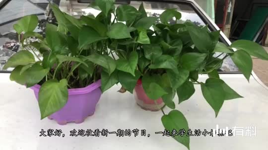 绿萝别只用清水浇,否则营养跟不上,加点儿它,半