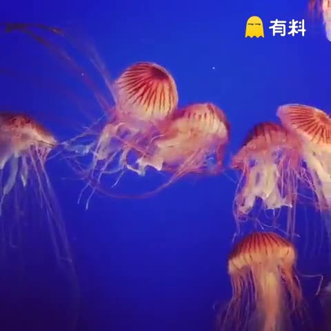 水母贝贝的快手视频