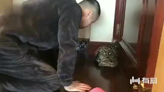 斗牛犬:猫兄你啥时候生孩子了,我能看看不