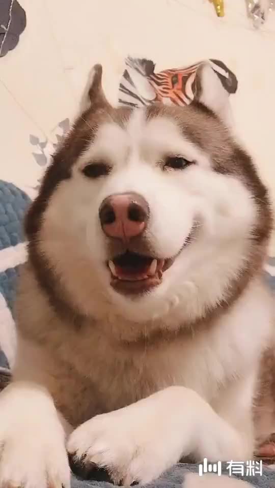 铲屎官唱歌,二哈嫌弃太难听袭击主人,真是作死